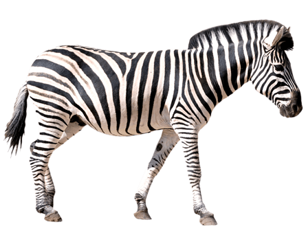 Zebra | Sandtopia 25 594 719 423