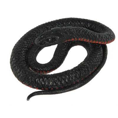 Red-Bellied Black Snake – Sandtopia